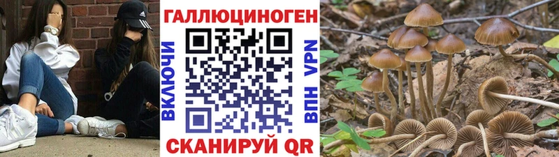 MEGA сайт  Камызяк  Псилоцибиновые грибы мухоморы 
